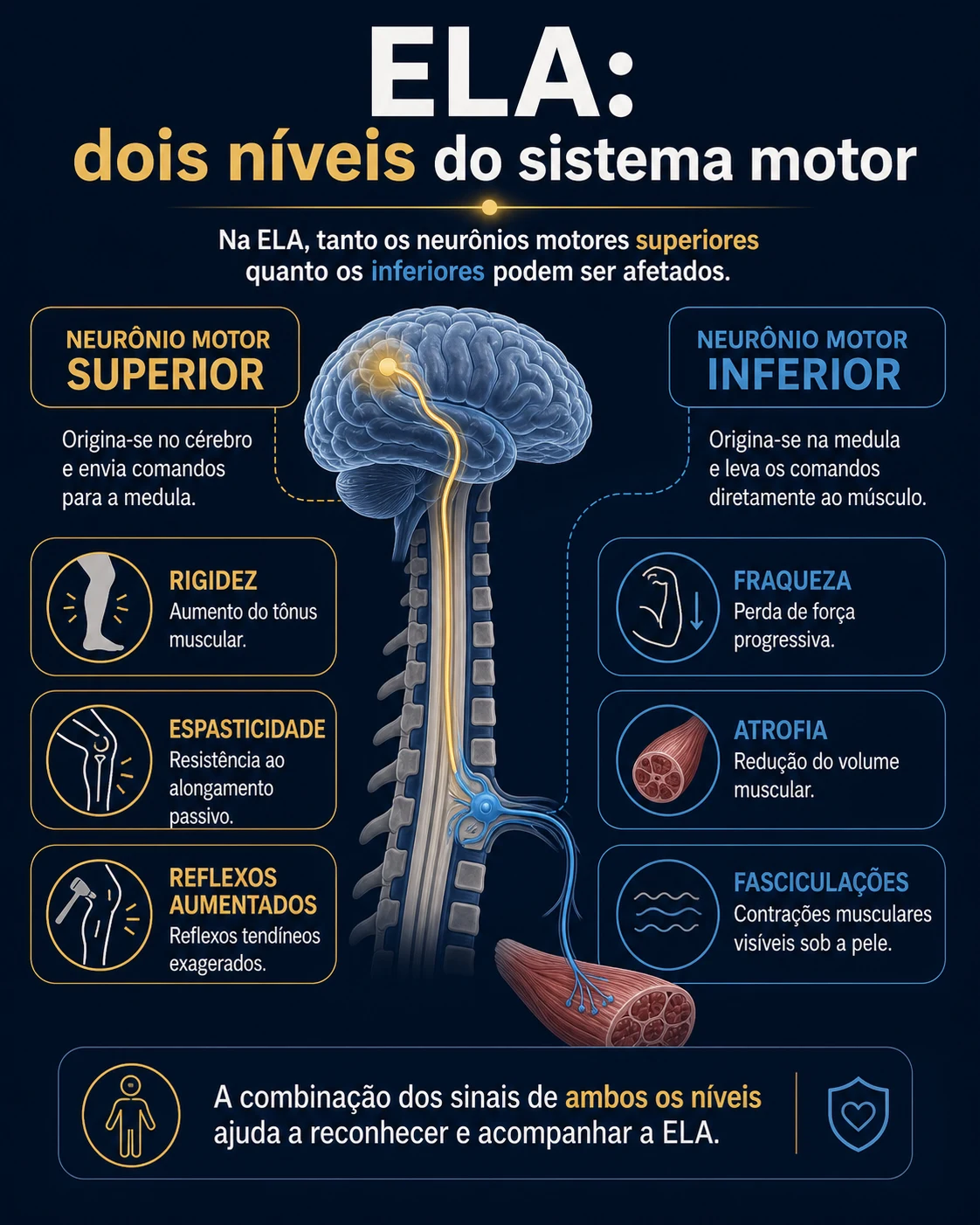 Infográfico com texto explicando neurônio motor superior e inferior na ELA